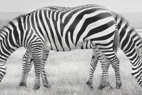 Shot on Faber-Castell — Faber-Castell Pencil-drawn image of two zebras facing away from each other against a snowy backdrop