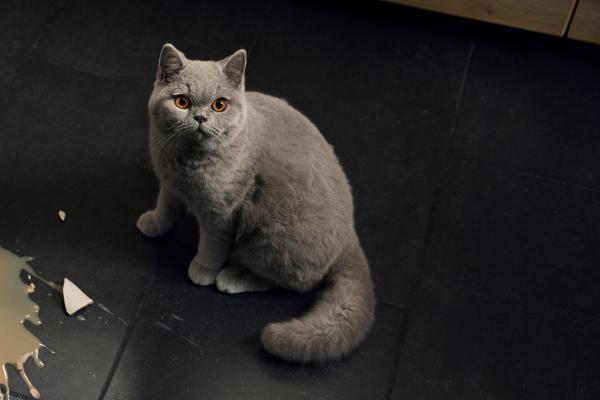 Don't Worry, You Can Afford It — Al-Futtaim IKEA A white cat looking up next to a broken ceramic mug and a spilled beverage