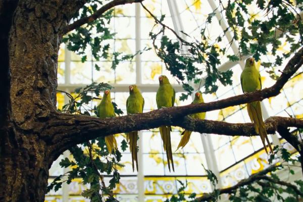 The Greatest Story Almost Told — Jameson Irish Whiskey Five green birds atop a branch