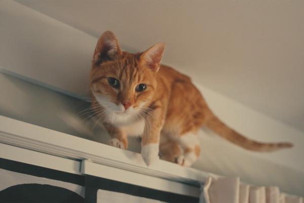 Cat — IKEA Cat standing atop a curtain rod near the ceiling
