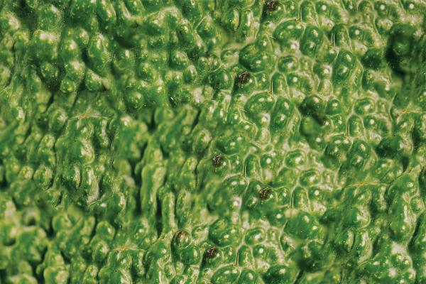 #TouchYourBreasts — Ketal Hipermercados Close up of the skin of an avocado