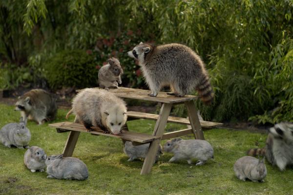 Gathering — IKEA In a lush green garden, a wooden picnic table is surrounded by several grey rabbits, an opossum, and raccoons. One raccoon stands on the table, while the opossum explores the bench.