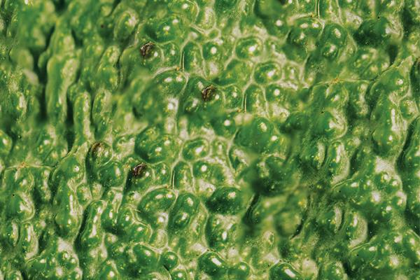 #TouchYourBreasts — Ketal Hipermercados Close up of the skin of an avocado
