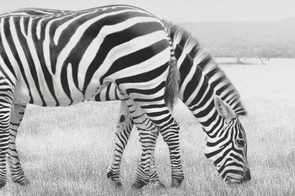 Pencil-drawn image of a zebra against a snowy backdrop